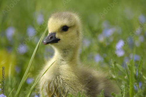 Photo: Gänseküken - Kanadagans Gänseküken - Kanadagans