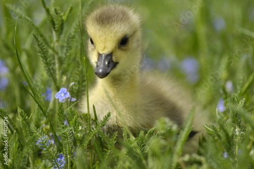Photo: Gänseküken Gänseküken