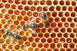 abeilles et miel abeilles et miel