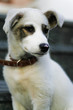 sad dog