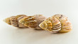Shells Shells