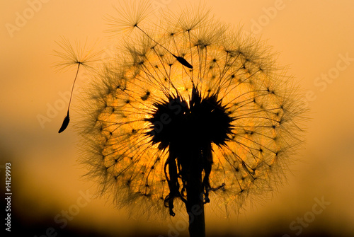 Fototapeta dandelion in peaceful evening