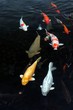 Japanese Carp
