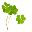 environment - sustainable development - clover on white