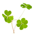 green clover isolated on white background symbol of ireland
