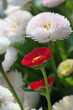 blume