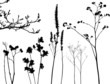 collection for designers, plant vector collection for designers, plant vector
