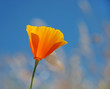 Photo: California poppy - Eschscholzia californica California poppy - Eschscholzia californica