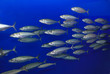 School of Sardines School of Sardines