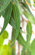 Gum Leaves