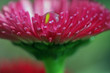 blume