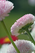 blume