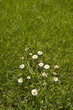 Daisies