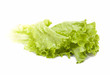 Fresh leaves of green salad