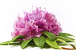 Rhododendronblüte