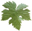 junges Weinlaub