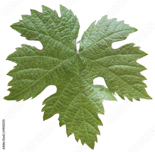 junges Weinlaub junges Weinlaub