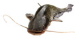 Big  river catfish