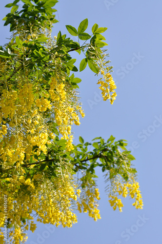 Photo: Himmelsblumen Himmelsblumen