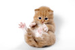 Small white and brown kitten with blkue eyes