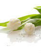 White fresh tulips in the rain