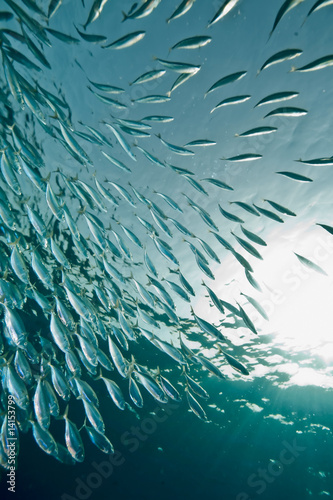 ocean, sun and  striped mackerel
