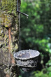 Tree Rubber Cup Empty