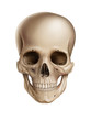 Skull 2