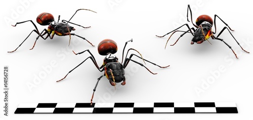 Illustration: Fire Ants Crossing Finish Line Fire Ants Crossing Finish Line
