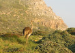 Photo: An Ostrich at Cape Point, South Africa An Ostrich at Cape Point, South Africa