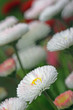 blume