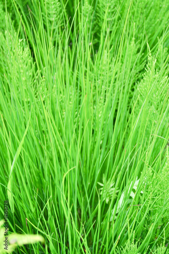 Photo: Grüne Gräser Grüne Gräser