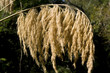 New Zealand Toe Toe grass