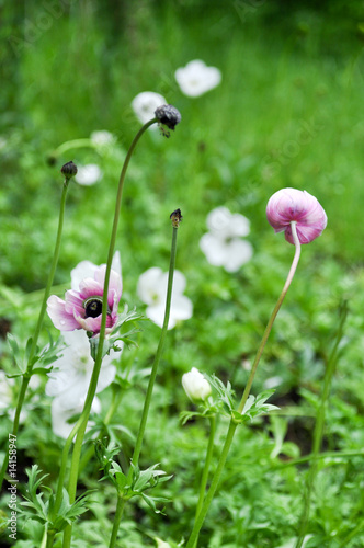 Photo: Weiße Blumenwiese Weiße Blumenwiese