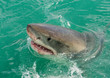 Photo: Great White Shark breaking the surface Great White Shark breaking the surface