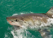 Photo: Great White Shark breaking the surface Great White Shark breaking the surface