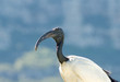 Photo: A sacred Ibis near Cape Town, South Africa A sacred Ibis near Cape Town, South Africa