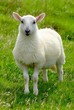 Lamm