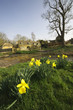 cotswolds