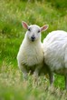 Lamm