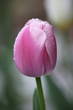 Single Pink Closed Tulip Covered In Raindrops