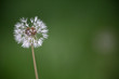 Make A Wish - Dandilion Seed Flower