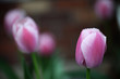Multiple Rain Drop Covered Red Tulips. One In Focus