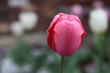 Single Red Closed Tulip Covered In Raindrops with White in the b