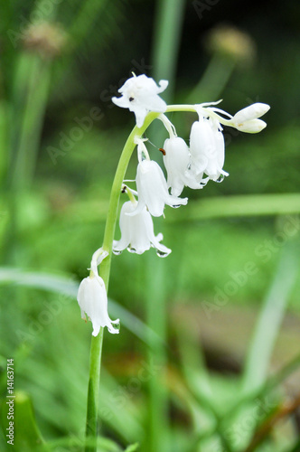Photo: Weiße Glöckchen Weiße Glöckchen
