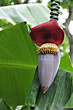 fairchild tropical garden, miami, florida fairchild tropical garden, miami, florida