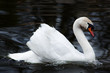 beautiful swan on black background