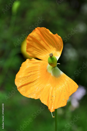 Photo: Mohn Mohn