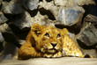 dreamer baby lion