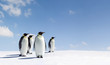 Penguins